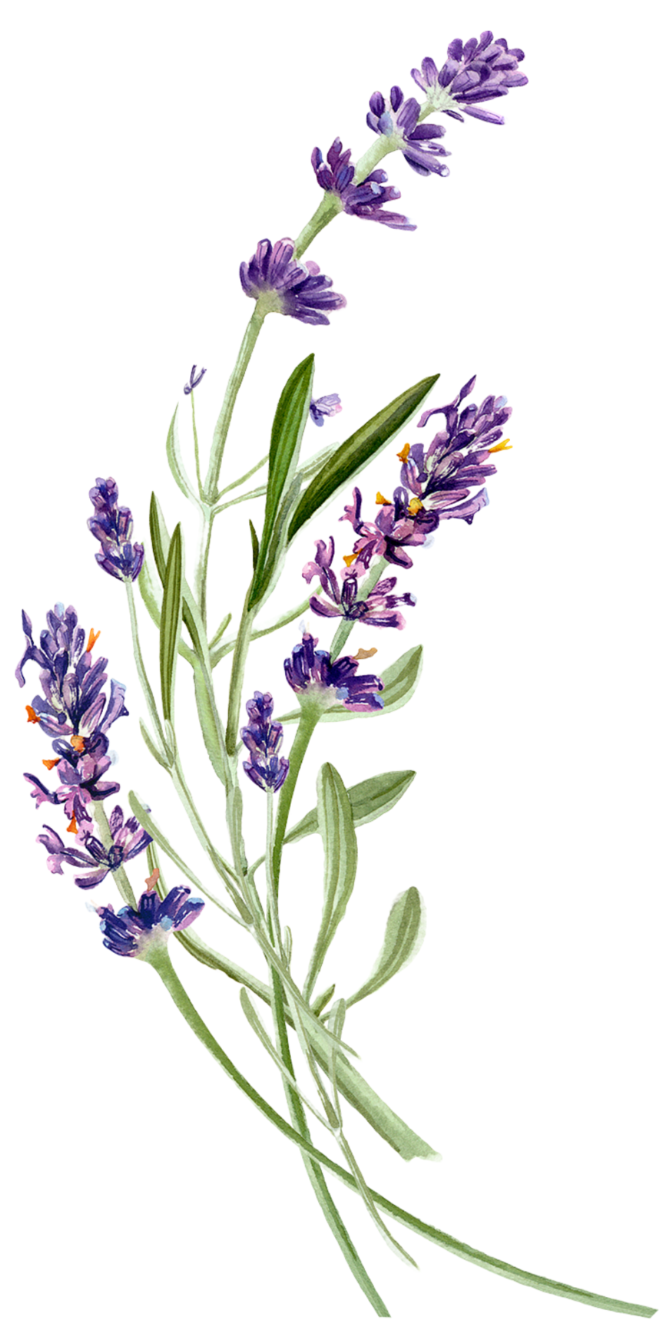WAO Bildleiste Lavendel 1900 x 950